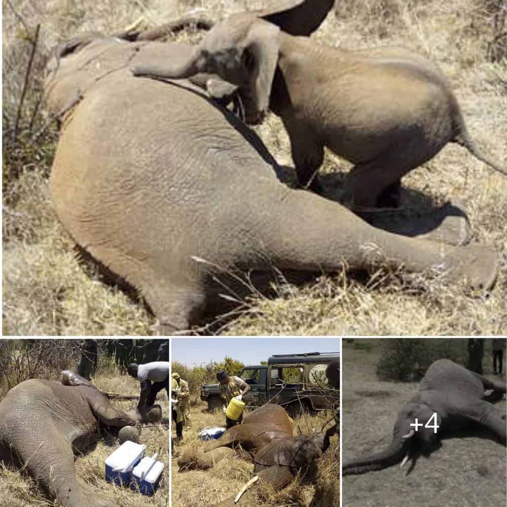 A Mother's Inspiring Journey A Resilient Elephant's Road To Recovery