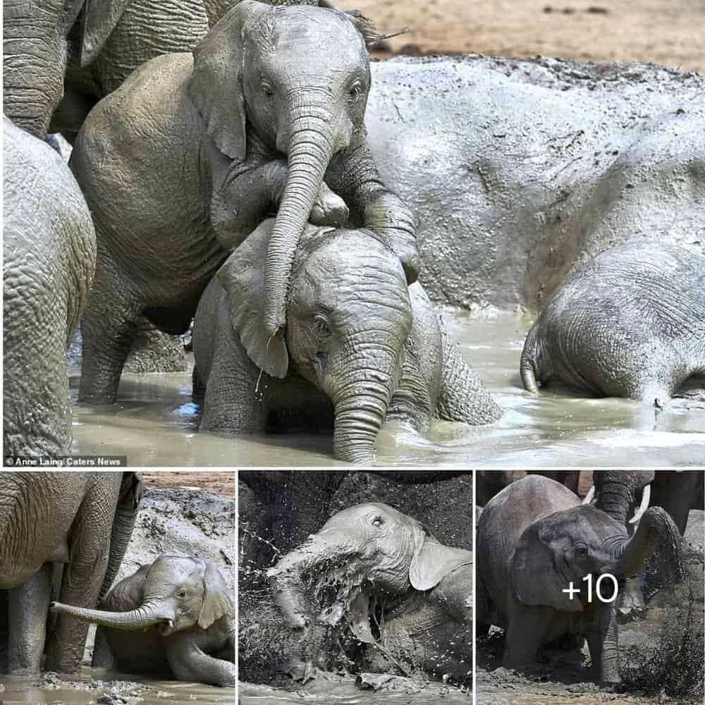 Adorable Baby Elephants' Joyful Mud Baths A Heartwarming Experience At Addo Elephant National Park