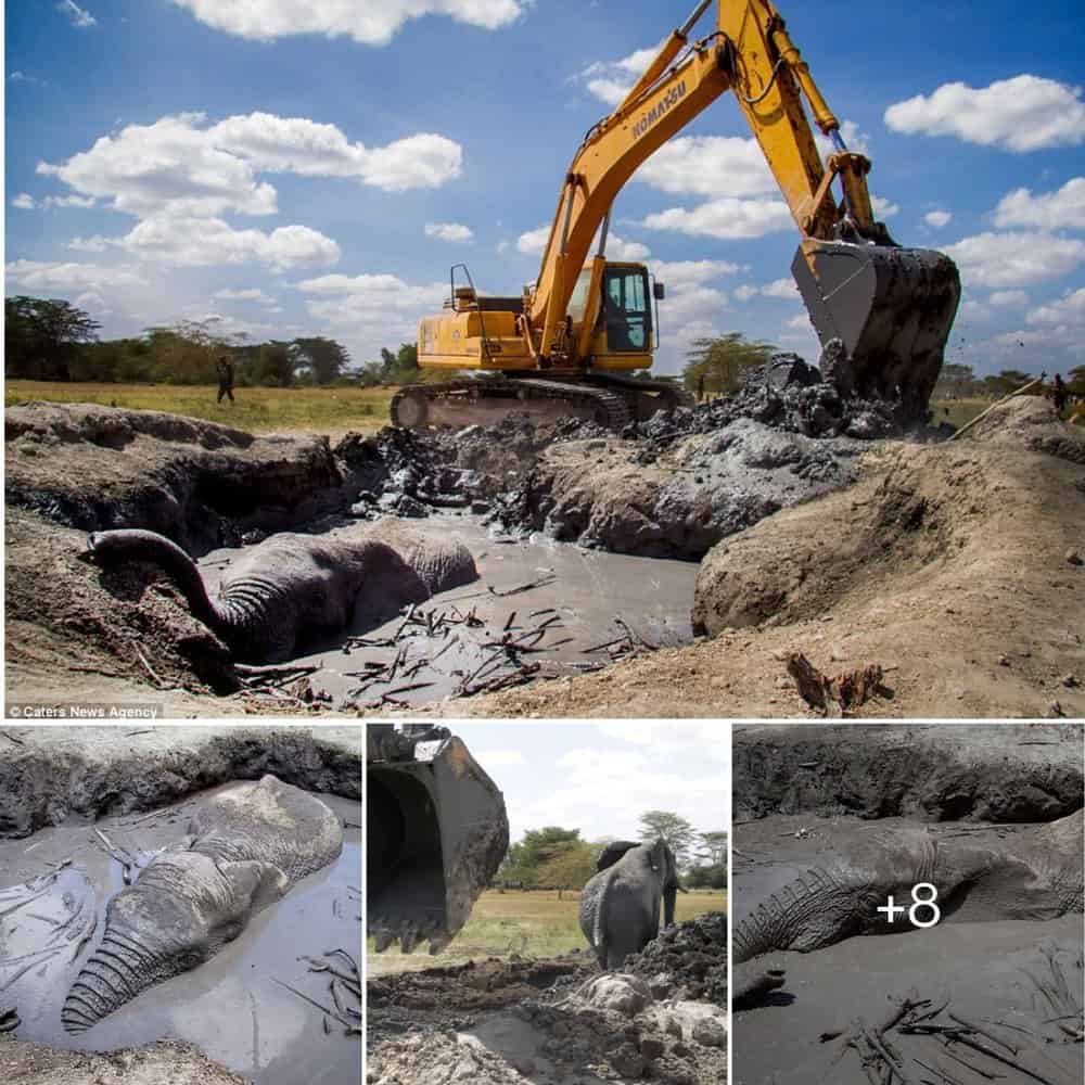 Courageous Rescuers In Kenya Save Lucky Elephant From Perilous Situation