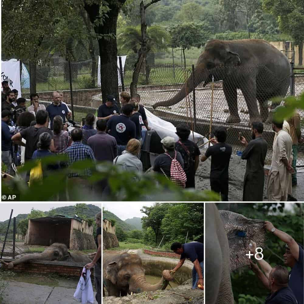 End Of Loneliness Elephant Chained For 35 Years Finds New Home And Companions