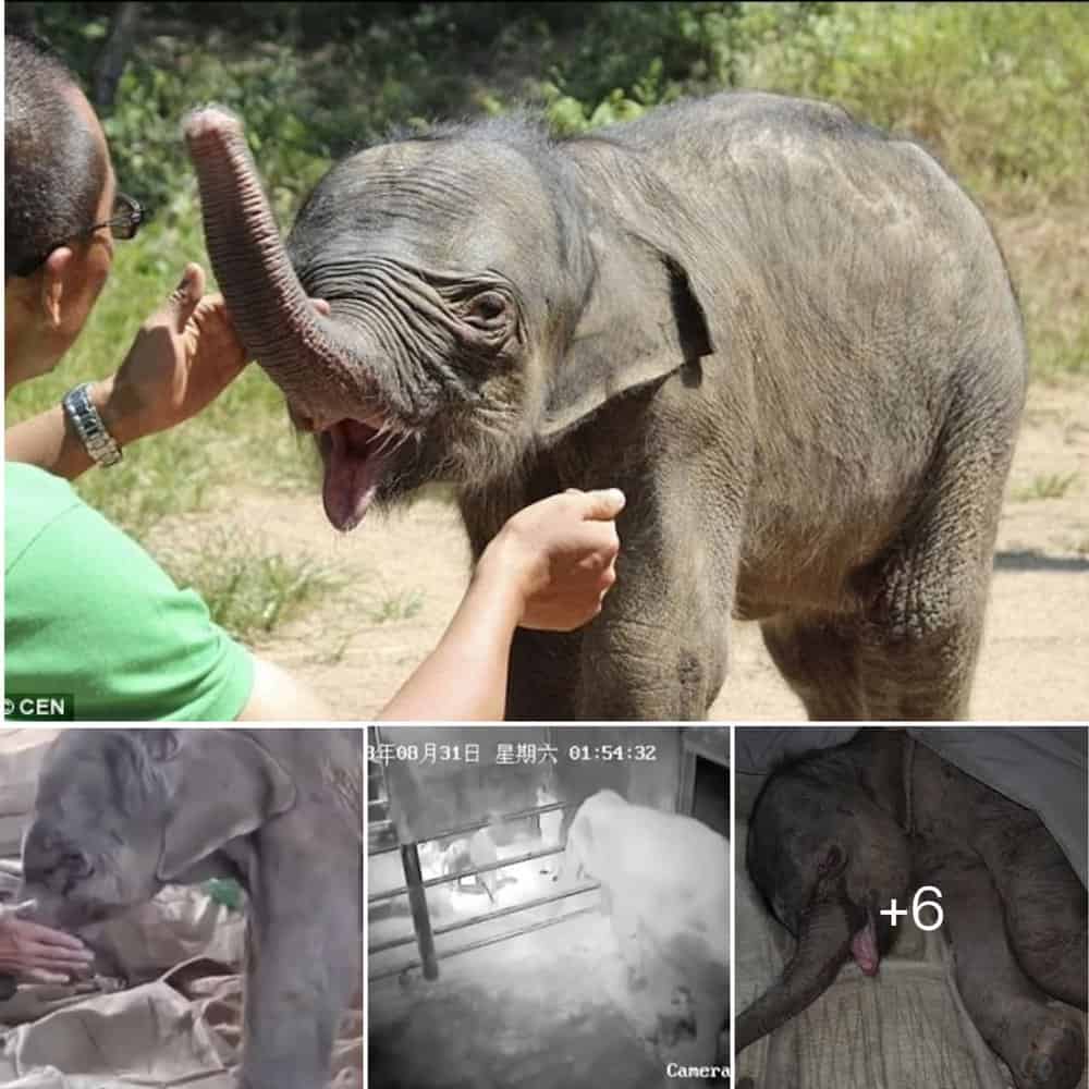 Heartbreaking Baby Elephant's Tears Flow For 5 Hours After Mother's Tragic Rejection