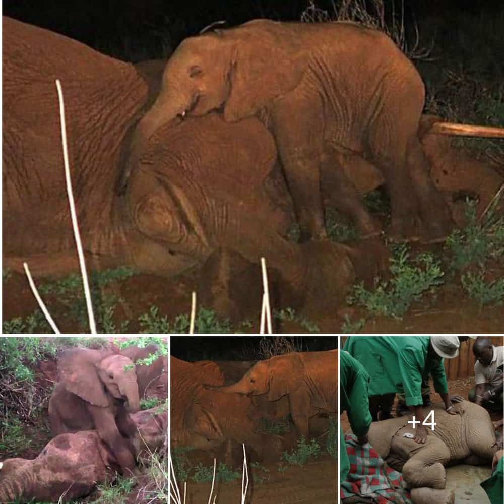 Heartfelt Resilience Baby Elephant's Unwavering Devotion To Late Mother