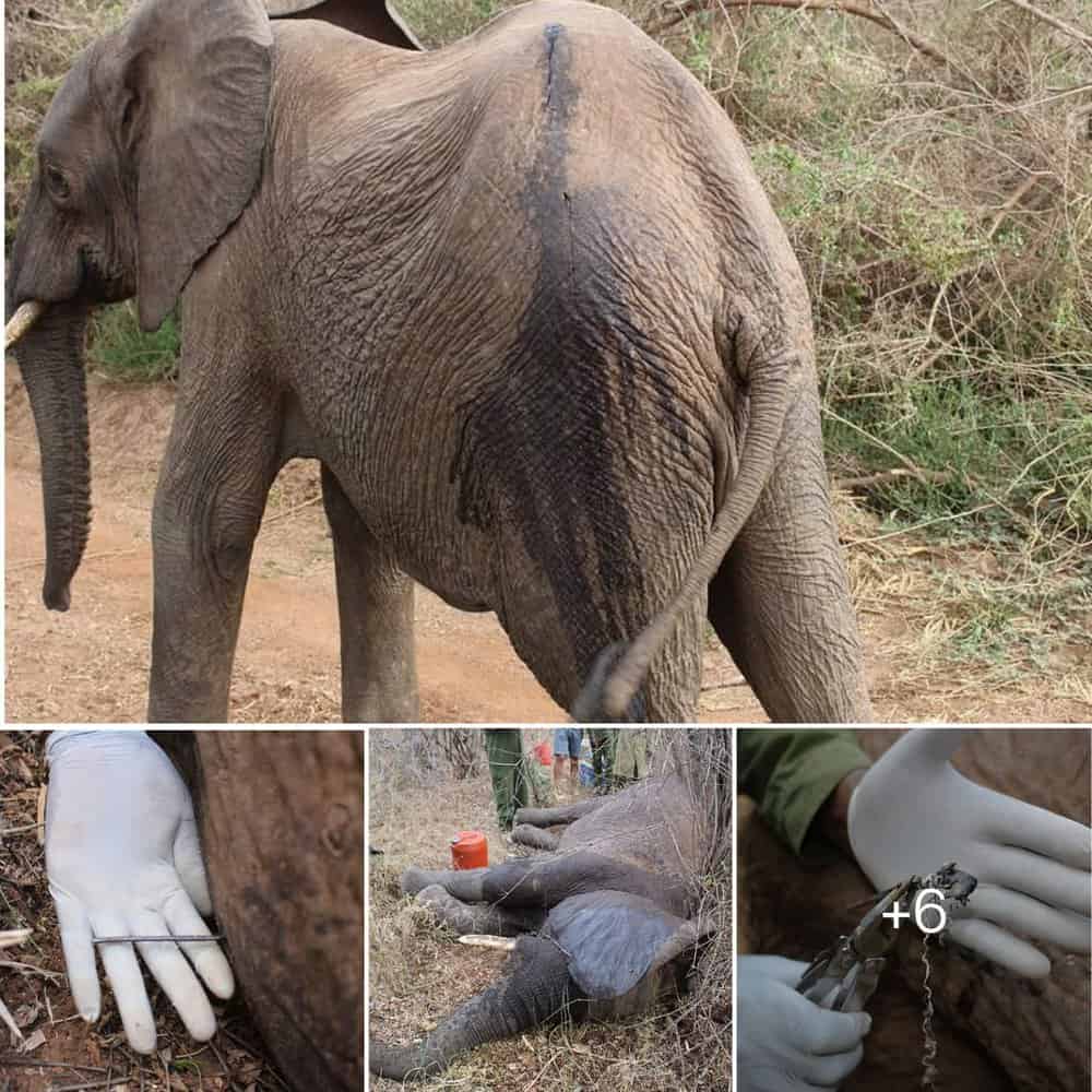 Heartwarming Elephant Rescue How A Tiny Nail Brought Hope To Kenya's Wildlife