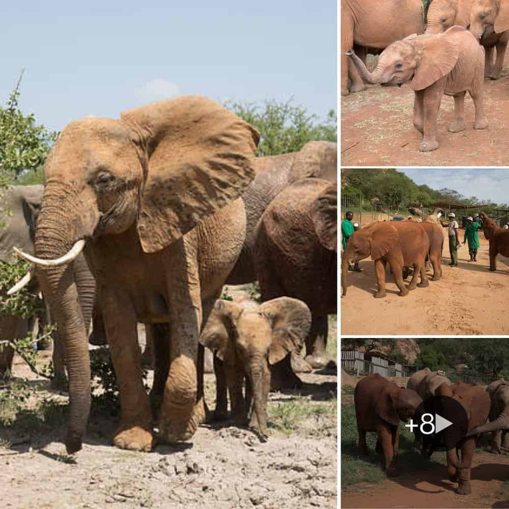 Heartwarming and Compassionate Care Elephant Orphans Begin