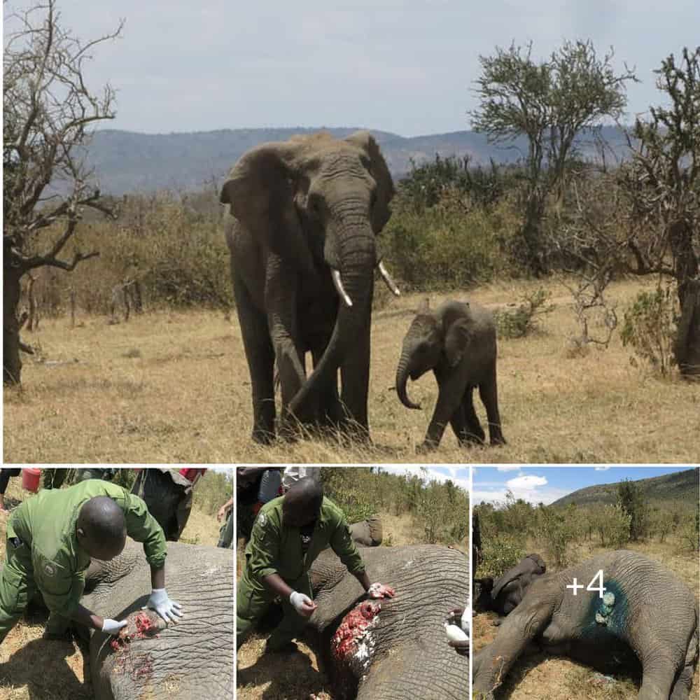 Heroic Aerial Rescue Saving An Injured Elephant Mother In The Wilderness