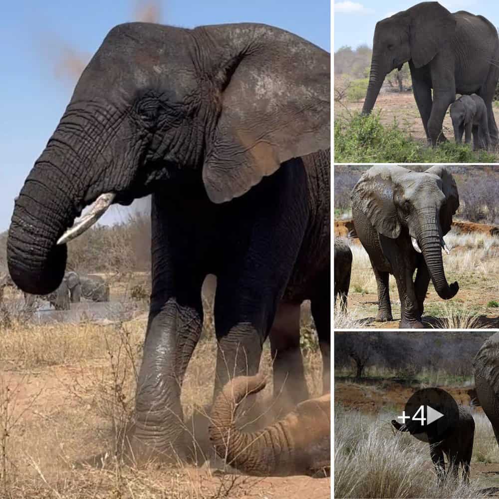 Join The Adorable Elephant Trio For A Playful Bath Time Adventure!