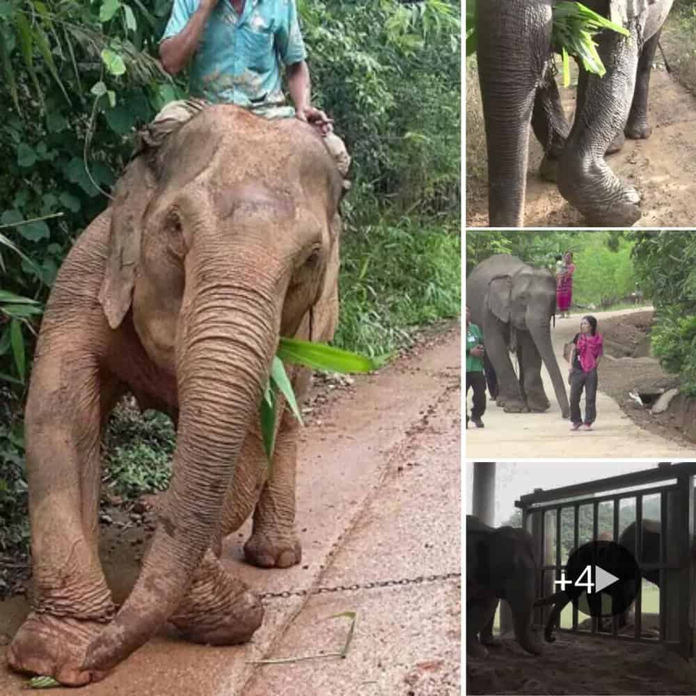 Kabu's Incredible Journey From Chains To Freedom