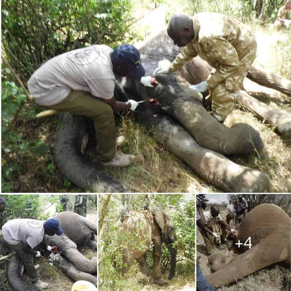 Rescue And Recovery Brave Young Elephant Receives Life Saving Treatment