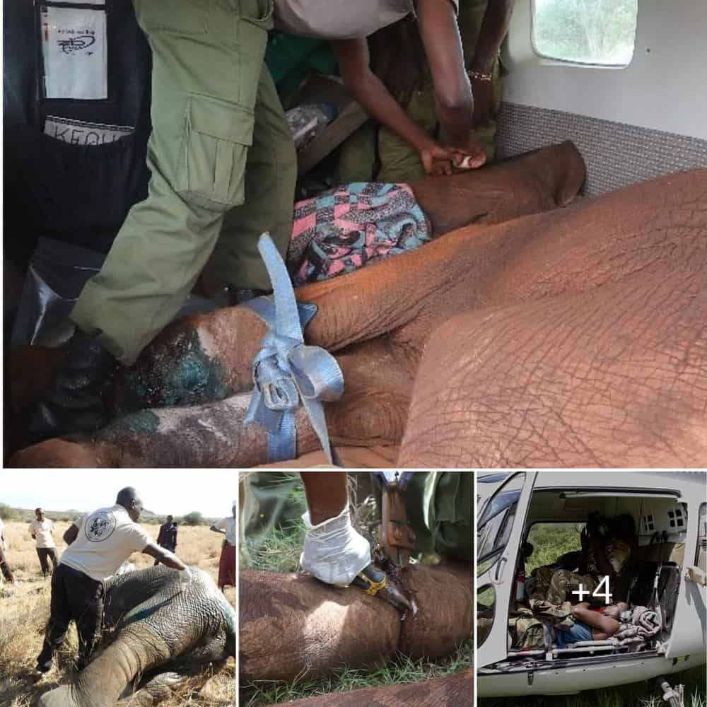 Saving Kenya's Elephants A Tale Of Triumph From Poisoned Arrows To Rescues