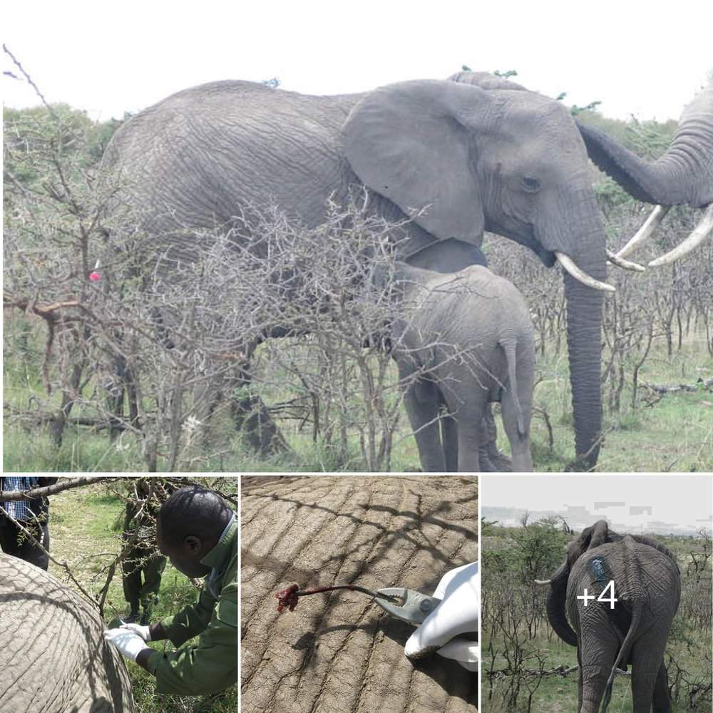 Swift Rescue Saving An Elephant From Arrow Wound Agony