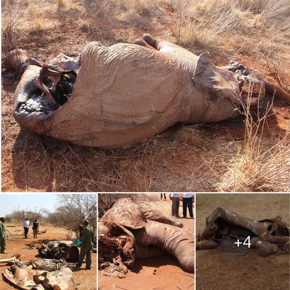Tragic Discovery In Tsavo West Investigating The Fate Of An Elephant
