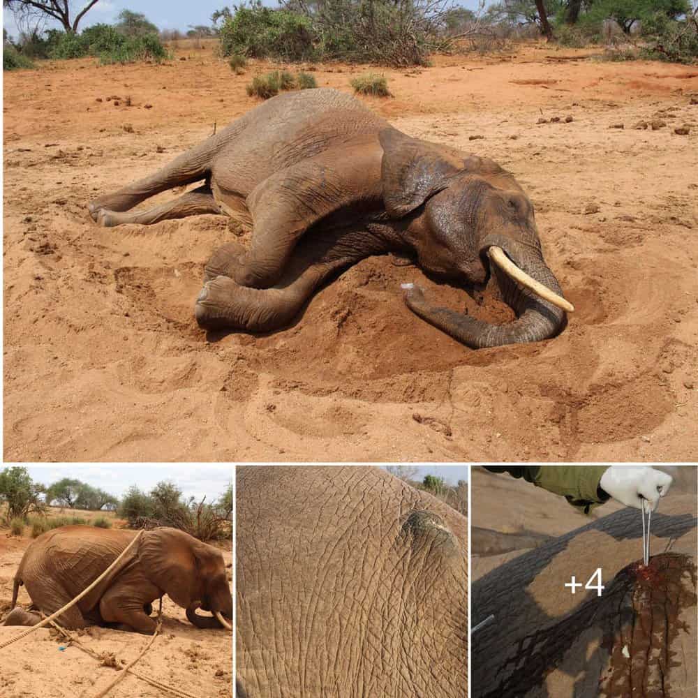 Tragic End For Elephant Highlights Ongoing Human Wildlife Conflicts