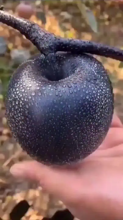 04fea83c8bfb2daf8d5feae291911486