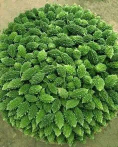 08b84ac88f355520eb644b10a2a481b7 Phần này có thể chứa: an overhead view of a green plant in the middle of concrete ground with dirt on it