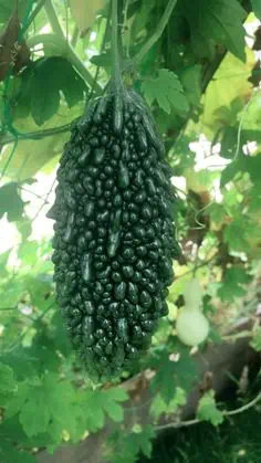09c81a8d17190dfa0ae2c4d231f96f84 Phần này có thể chứa: an unripe cucumber hanging from a tree