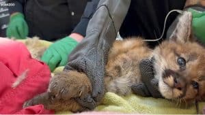 14064867_111523-kgo-oak-mtn-lion-cubs-courtesy-dalet-redit-3-img-300x169-1