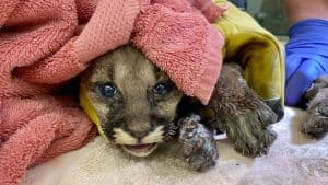 201001190612-01-oakland-zoo-mountain-lion-cub-rescue-300x169-1