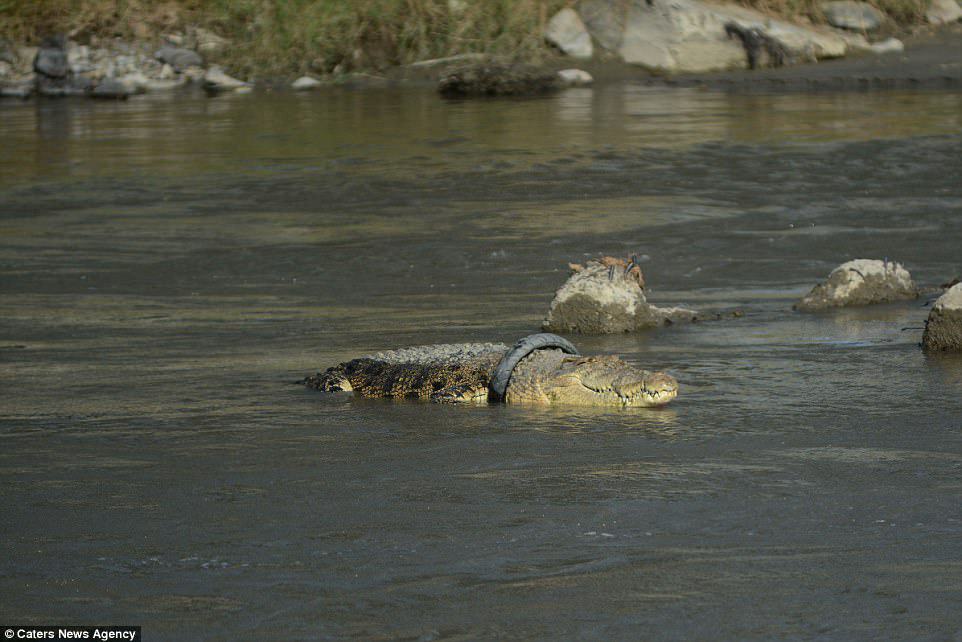 47f9b23200000578-5254637-unusually_for_a_crocodile_the_reptile_appears_not_to_be_tempted_-a-52_1515596689588