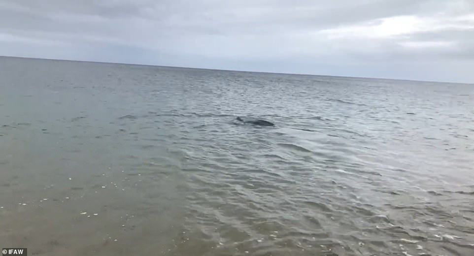 49126987-10088403-image-a-16_1634139800634