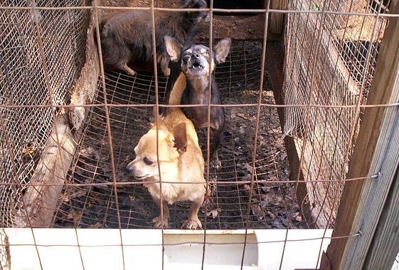 640px-puppy_mill_01