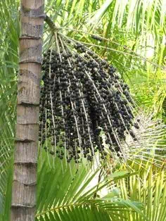 Phần này có thể chứa: a bunch of fruit hanging from the side of a palm tree