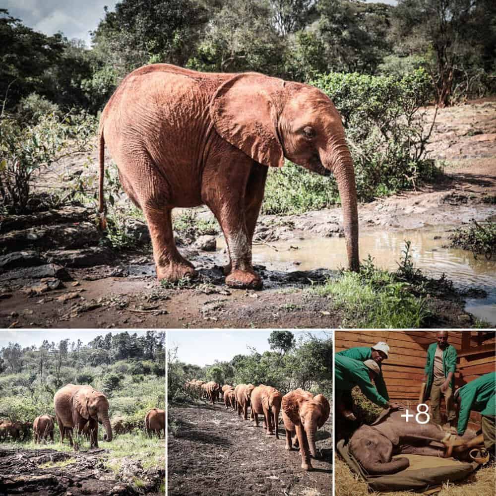 Emoli’s Incredible Transformation: A Tale of Resilience and Hope in