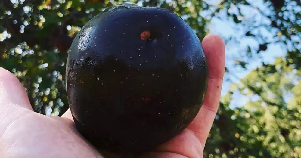 arkansas-black-apple-qt-1200x630-1