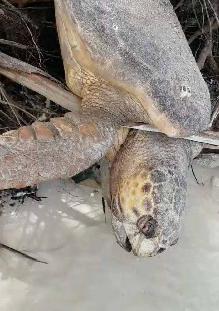 Giant Sea Turtle Trapped On Land Had Given Up Hope Of Ever Being Saved - The  Dodo