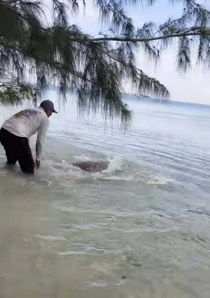 Giant Sea Turtle Trapped On Land Had Given Up Hope Of Ever Being Saved -  The Dodo