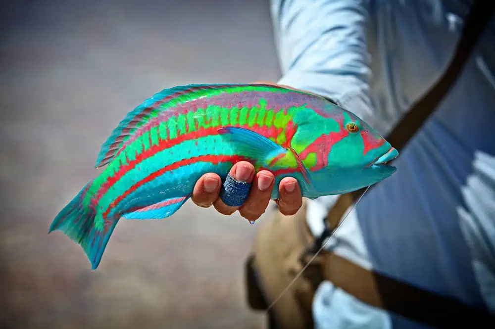 harper-wrasse The Unbelievable Surge Wrasse | Hatch Magazine - Fly Fishing, etc.