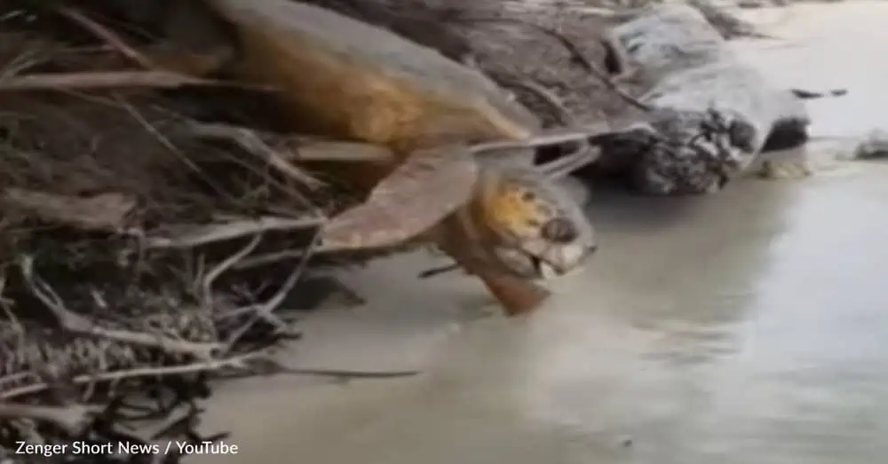 Family Rescues Dying Sea Turtle Trapped In Tree Roots - GoodNews by  GreaterGood