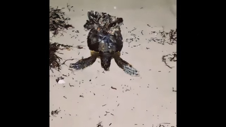 meeresschildkroten-retten-seepocken-von-meeresschildkroten-entfernen-remove-barnacle-from-seaturtle-0-55-screenshot_cleanup