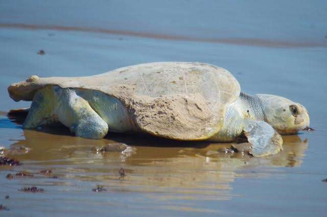 scalewebpautojpeg_quality60-5