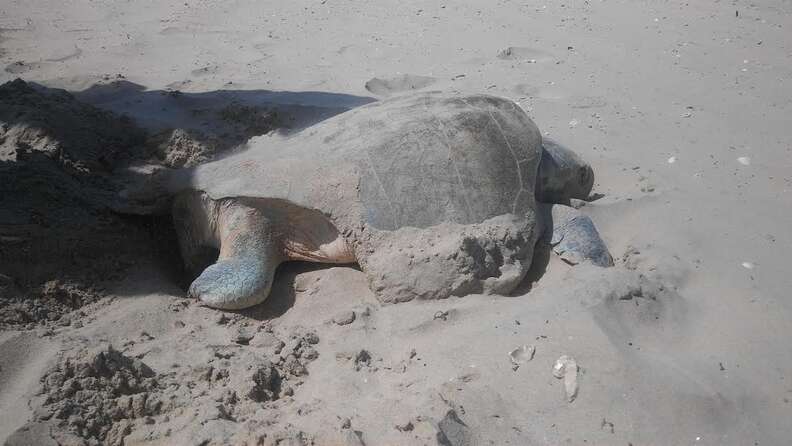 scalewebpautojpeg_quality60-6