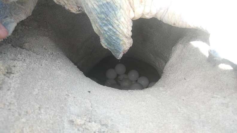 scalewebpautojpeg_quality60-8