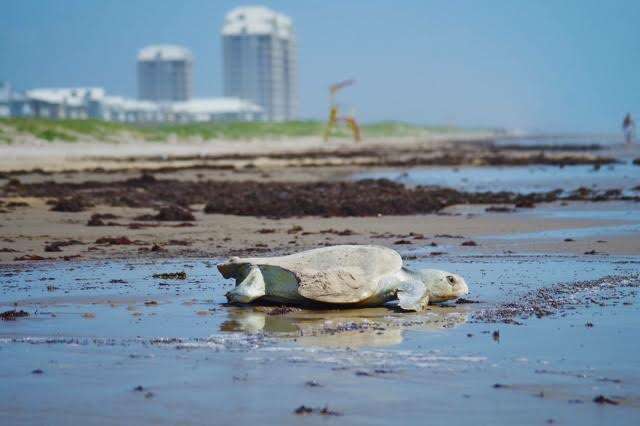 scalewebpautojpeg_quality60-9