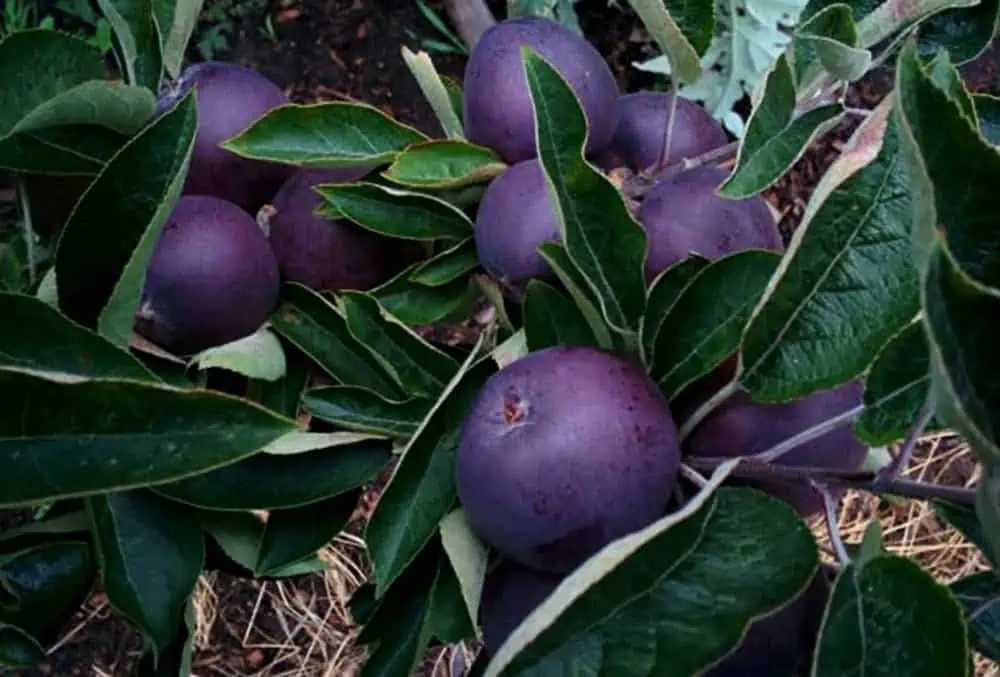 tibet-black-diamond-apples-1772x1200-1