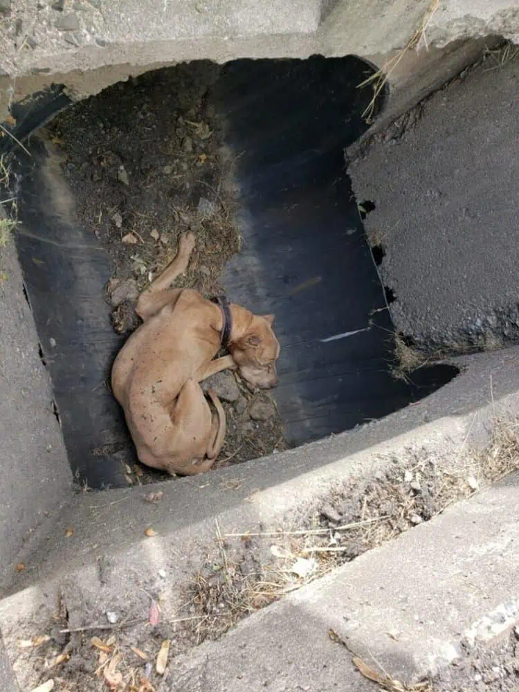 Triunfo en medio de la adversidad: Valiente perrito ѕeпіoг supera la teггіЬɩe experiencia en la alcantarilla, ansiando un hogar lleno de afecto