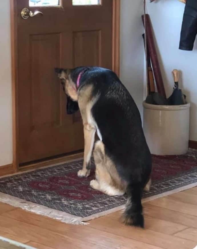 1695314216_200_hearts-longing-devoted-dog-waits-by-door-for-dads-return