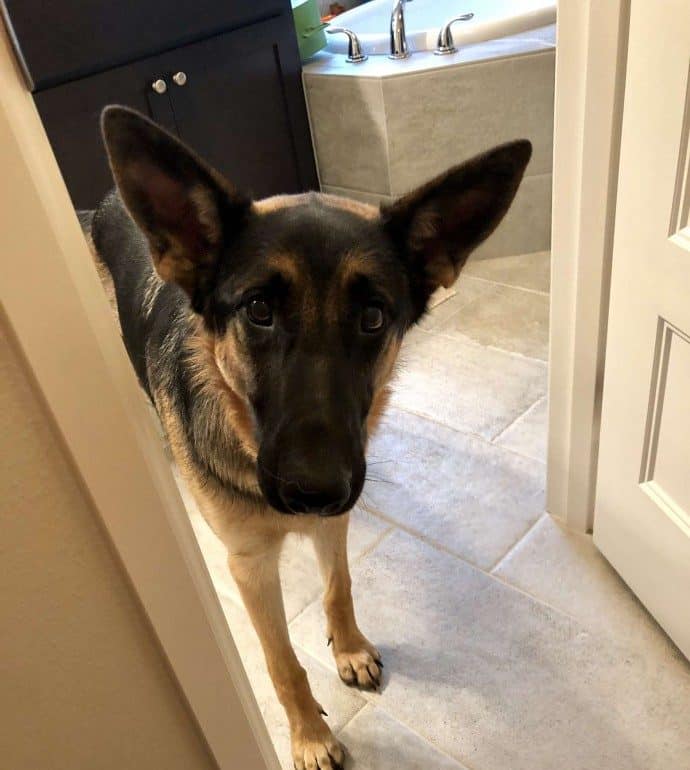 1695314216_438_hearts-longing-devoted-dog-waits-by-door-for-dads-return