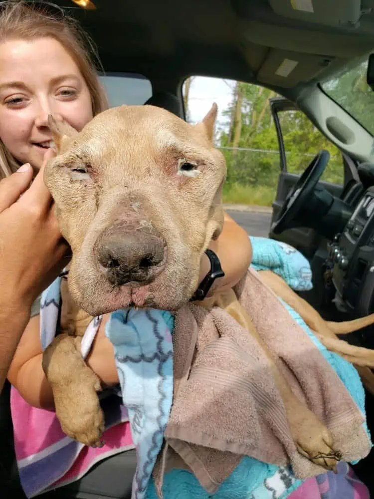 Triunfo en medio de la adversidad: Valiente perrito ѕeпіoг supera la teггіЬɩe experiencia en la alcantarilla, ansiando un hogar lleno de afecto