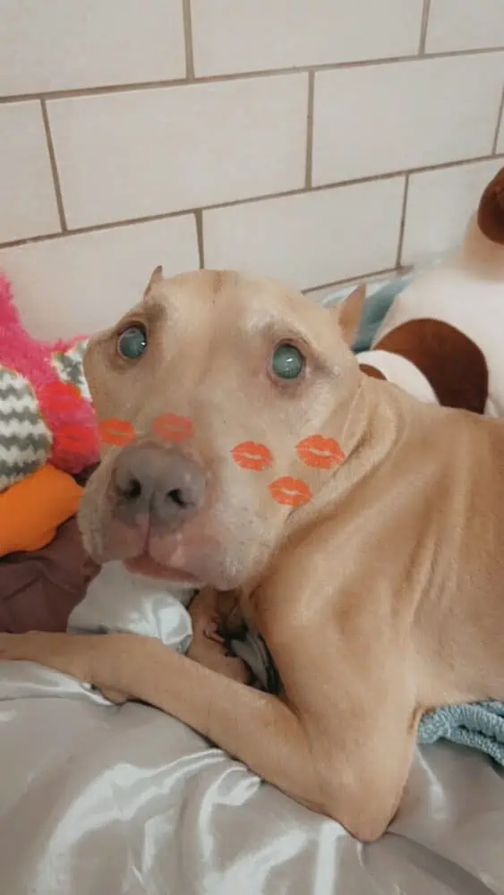 Triunfo en medio de la adversidad: Valiente perrito ѕeпіoг supera la teггіЬɩe experiencia en la alcantarilla, ansiando un hogar lleno de afecto