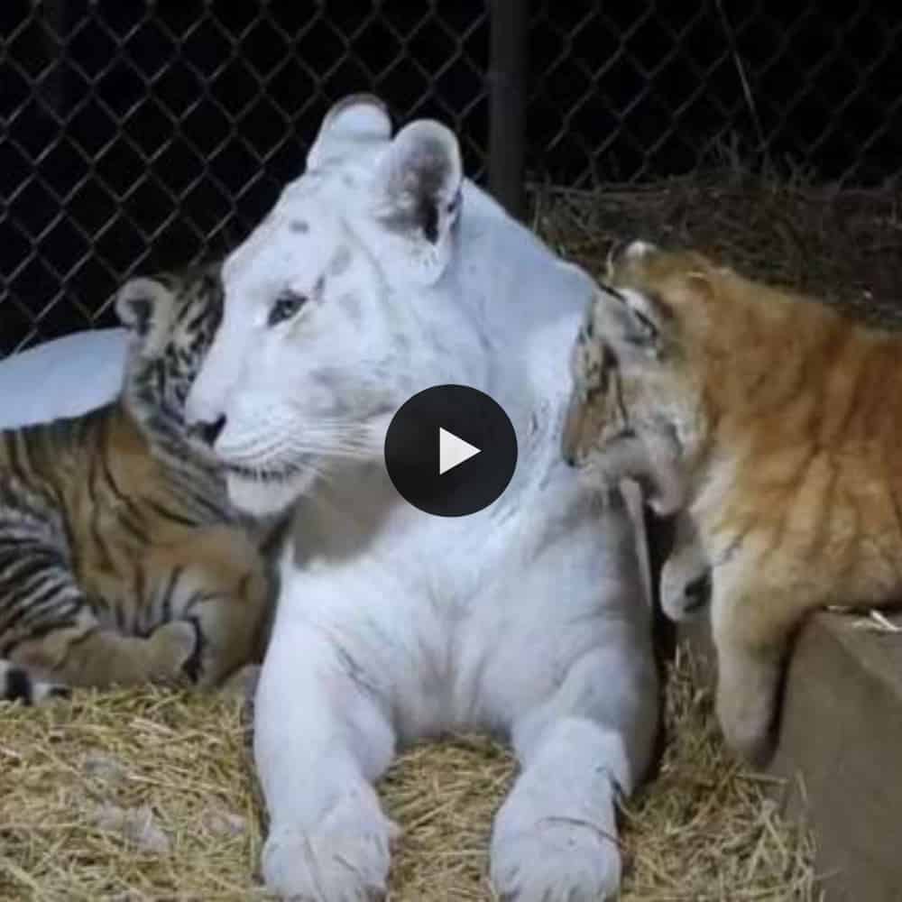 Magnificent display of affection: Unveiling a White Mother Tiger's ...