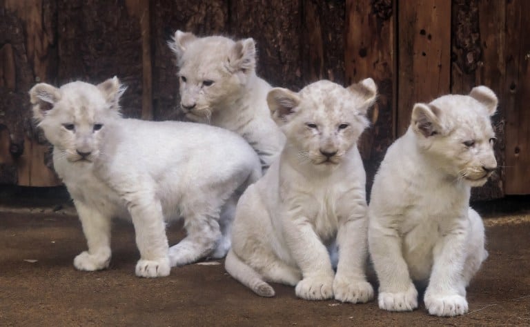 ad_235936019 Four rare white lion cubs sit in their enclosure at the zoo in Magdeburg, Germany, Tuesday, Feb. 21, 2017. Keepers weighed the three males and one female and carried out health checks on the cubs. The seven-week-old lions weigh between 8 and 11 kilograms each and have developed splendidly. (AP Photo/Jens Meyer)