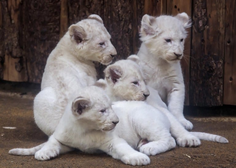 ad_235936053 Four rare white lion cubs sit in their enclosure at the zoo in Magdeburg, Germany, Tuesday, Feb. 21, 2017. Keepers weighed the three males and one female and carried out health checks on the cubs. The seven-week-old lions weigh between 8 and 11 kilograms each and have developed splendidly. (AP Photo/Jens Meyer)