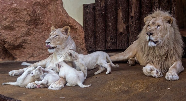 ad_235936187 Four rare white lion cubs sit besides their mother Kiara, left, and their father Madiba, right, at the zoo in Magdeburg, Germany, Tuesday, Feb. 21, 2017. Keepers weighed the three males and one female and carried out health checks on the cubx. The seven-week-old lions weigh between 8 and 11 kilograms each and have developed splendidly. (AP Photo/Jens Meyer)