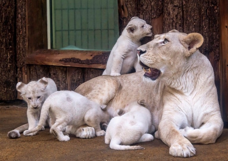 ad_235936322 Four rare white lion cubs sit besides their mother Kiara at the zoo in Magdeburg, Germany, Tuesday, Feb. 21, 2017. Keepers weighed the three males and one female and carried out health checks on the cubx. The seven-week-old lions weigh between 8 and 11 kilograms each and have developed splendidly. (AP Photo/Jens Meyer)