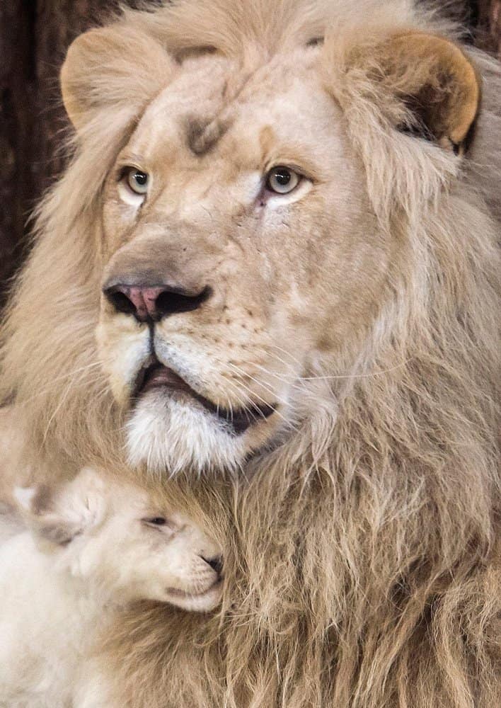 ad_235936692 One of the four rare white lion cubs cuddles with father Madiba at the zoo in Magdeburg, Germany, Tuesday, Feb. 21, 2017. Keepers weighed the three males and one female and carried out health checks on the cubs. The seven-week-old lions weigh between 8 and 11 kilograms each and have developed splendidly. (AP Photo/Jens Meyer)