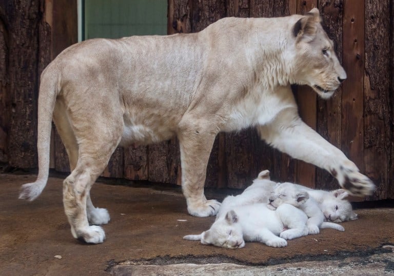 ad_235936812 Four rare white lion cubs sleep next to their mother Kiara at the zoo in Magdeburg, Germany, Tuesday, Feb. 21, 2017. Keepers weighed the three males and one female and carried out health checks on the cubs. The seven-week-old lions weigh between 8 and 11 kilograms each and have developed splendidly. (AP Photo/Jens Meyer)
