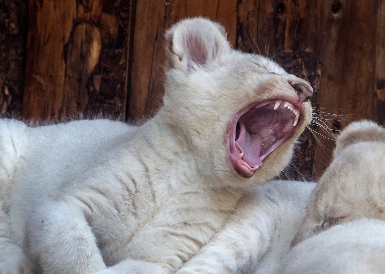 ad_235937890 One of the four rare white lion cubs yawns at the zoo in Magdeburg, Germany, Tuesday, Feb. 21, 2017. Keepers weighed the three males and one female and carried out health checks on the cubs. The seven-week-old lions weigh between 8 and 11 kilograms each and have developed splendidly. (AP Photo/Jens Meyer)